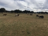 IMG-20170428-WA0030