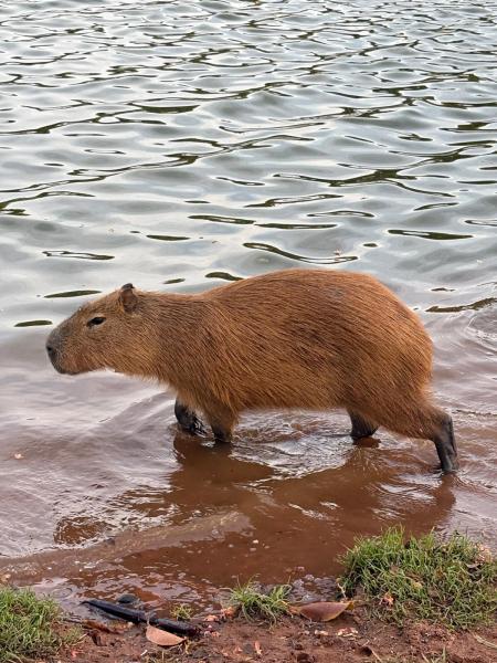 Capybara-in-Campinas